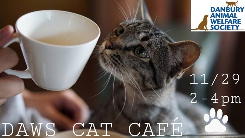 DAWS Cat Cafe Danbury Animal Welfare Society